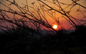Preview wallpaper tree, branches, sun, sunset, dark