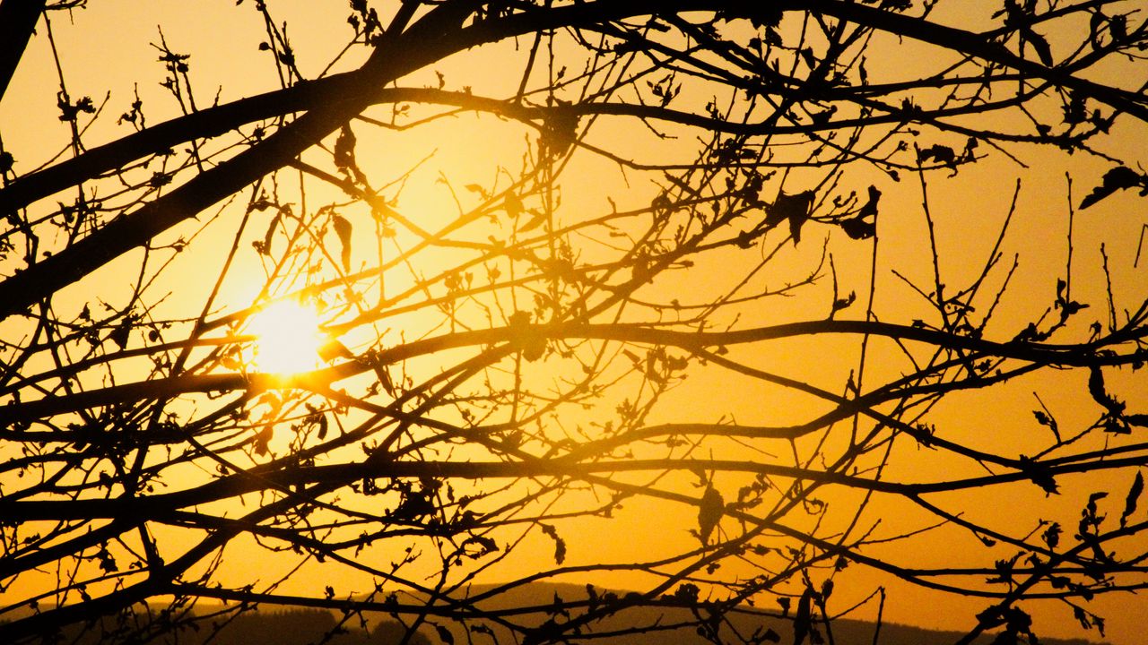 Wallpaper tree, branches, sun, sunset, yellow