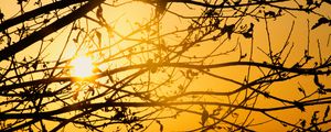 Preview wallpaper tree, branches, sun, sunset, yellow
