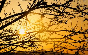 Preview wallpaper tree, branches, sun, sunset, yellow