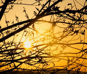 Preview wallpaper tree, branches, sun, sunset, yellow