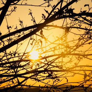 Preview wallpaper tree, branches, sun, sunset, yellow