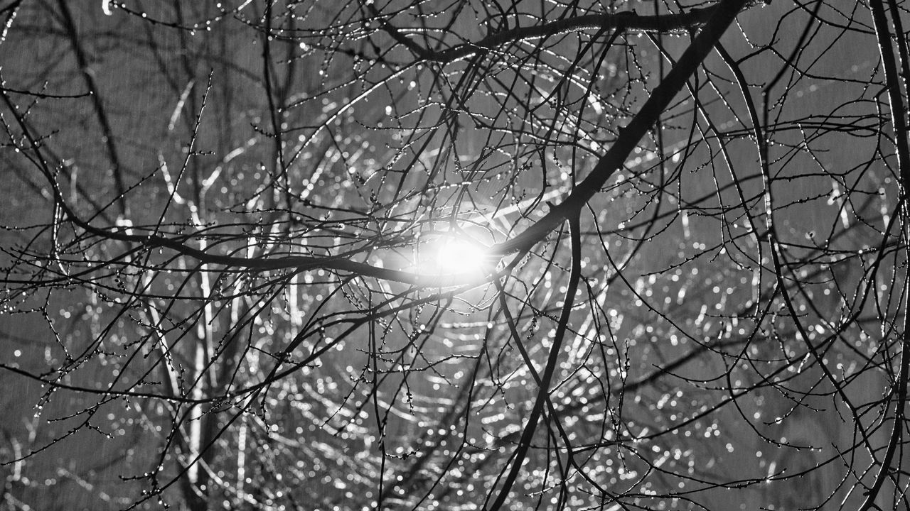 Wallpaper tree, branches, sun, light, black and white