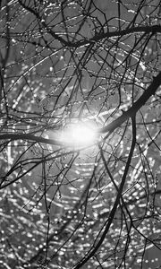 Preview wallpaper tree, branches, sun, light, black and white