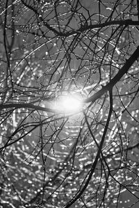 Preview wallpaper tree, branches, sun, light, black and white