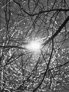 Preview wallpaper tree, branches, sun, light, black and white