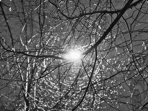 Preview wallpaper tree, branches, sun, light, black and white