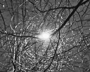 Preview wallpaper tree, branches, sun, light, black and white