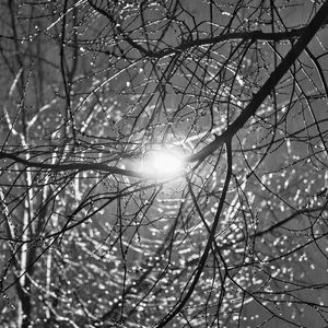 Preview wallpaper tree, branches, sun, light, black and white