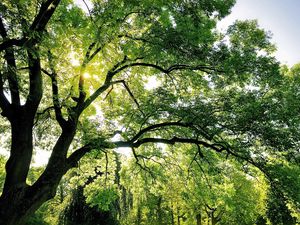 Preview wallpaper tree, branches, sun, beams, green, light