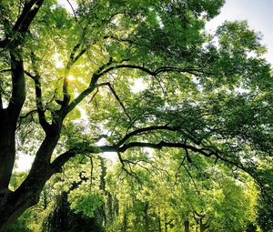 Preview wallpaper tree, branches, sun, beams, green, light