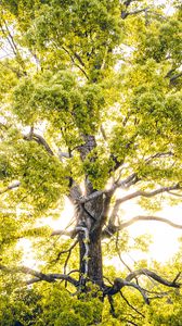 Preview wallpaper tree, branches, sunlight, rays, bright