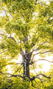 Preview wallpaper tree, branches, sunlight, rays, bright