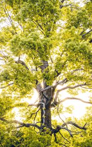 Preview wallpaper tree, branches, sunlight, rays, bright