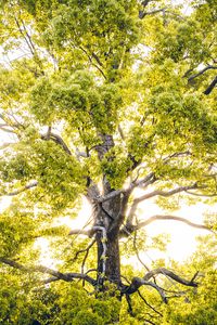 Preview wallpaper tree, branches, sunlight, rays, bright