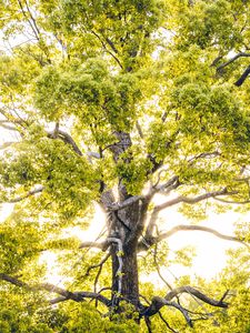 Preview wallpaper tree, branches, sunlight, rays, bright