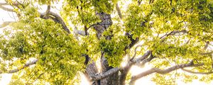 Preview wallpaper tree, branches, sunlight, rays, bright
