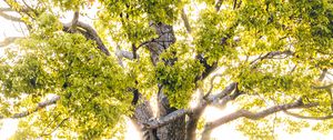 Preview wallpaper tree, branches, sunlight, rays, bright