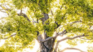 Preview wallpaper tree, branches, sunlight, rays, bright