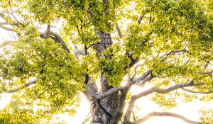 Preview wallpaper tree, branches, sunlight, rays, bright