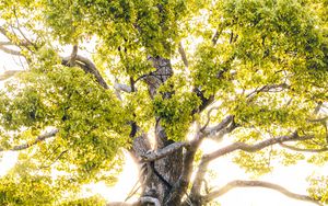 Preview wallpaper tree, branches, sunlight, rays, bright