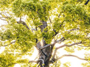 Preview wallpaper tree, branches, sunlight, rays, bright