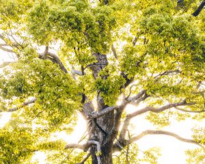 Preview wallpaper tree, branches, sunlight, rays, bright