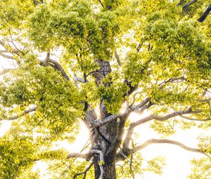 Preview wallpaper tree, branches, sunlight, rays, bright