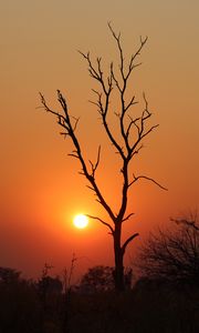 Preview wallpaper tree, branches, sunset, silhouette, sun