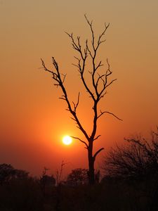 Preview wallpaper tree, branches, sunset, silhouette, sun