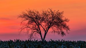 Preview wallpaper tree, branches, sunset, horizon, grass