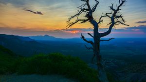 Preview wallpaper tree, branches, sunset, bushes