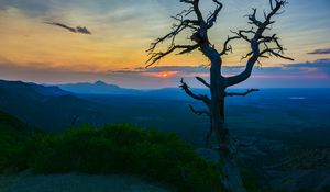 Preview wallpaper tree, branches, sunset, bushes