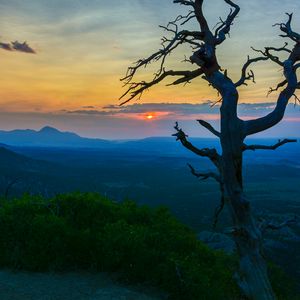 Preview wallpaper tree, branches, sunset, bushes