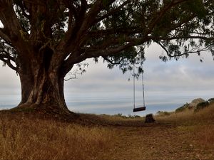 Preview wallpaper tree, branches, swing