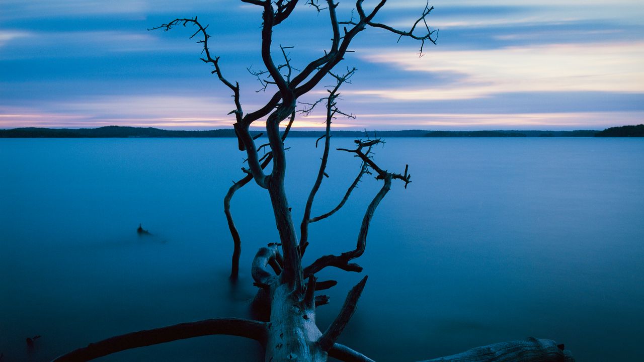 Wallpaper tree, branches, trunk, lake, water, horizon, blue