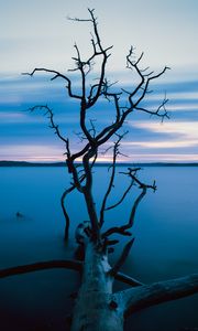 Preview wallpaper tree, branches, trunk, lake, water, horizon, blue