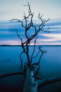 Preview wallpaper tree, branches, trunk, lake, water, horizon, blue