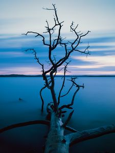 Preview wallpaper tree, branches, trunk, lake, water, horizon, blue