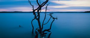 Preview wallpaper tree, branches, trunk, lake, water, horizon, blue