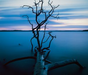 Preview wallpaper tree, branches, trunk, lake, water, horizon, blue