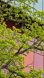 Preview wallpaper tree, building, architecture