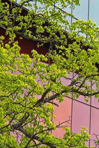 Preview wallpaper tree, building, architecture