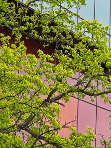 Preview wallpaper tree, building, architecture