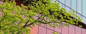 Preview wallpaper tree, building, architecture