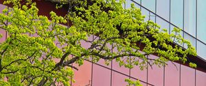 Preview wallpaper tree, building, architecture