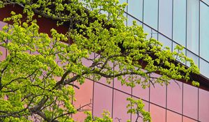 Preview wallpaper tree, building, architecture