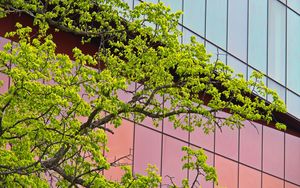 Preview wallpaper tree, building, architecture