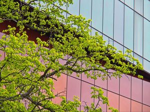 Preview wallpaper tree, building, architecture