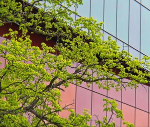 Preview wallpaper tree, building, architecture